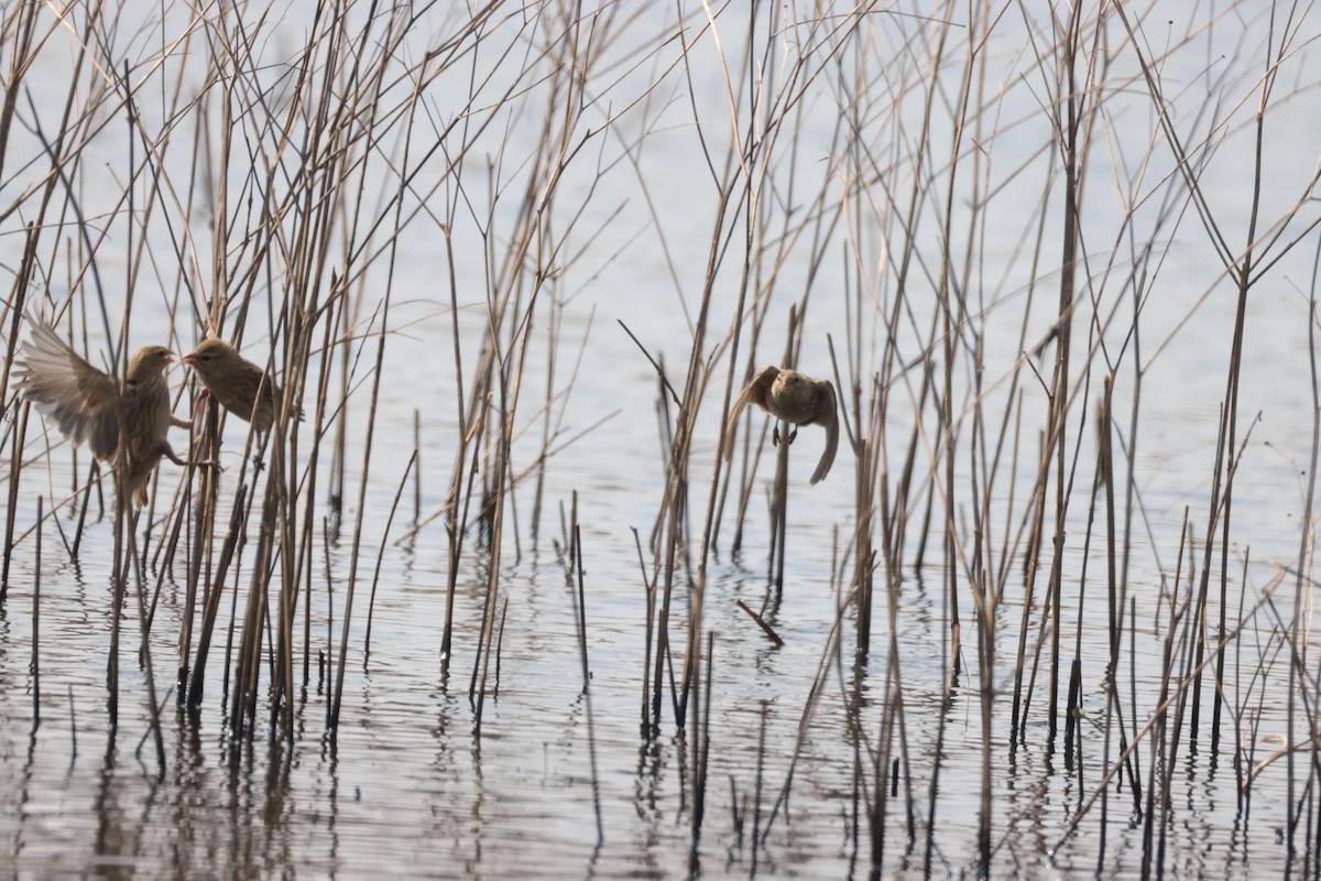 Red-billed Quelea - ML641913854