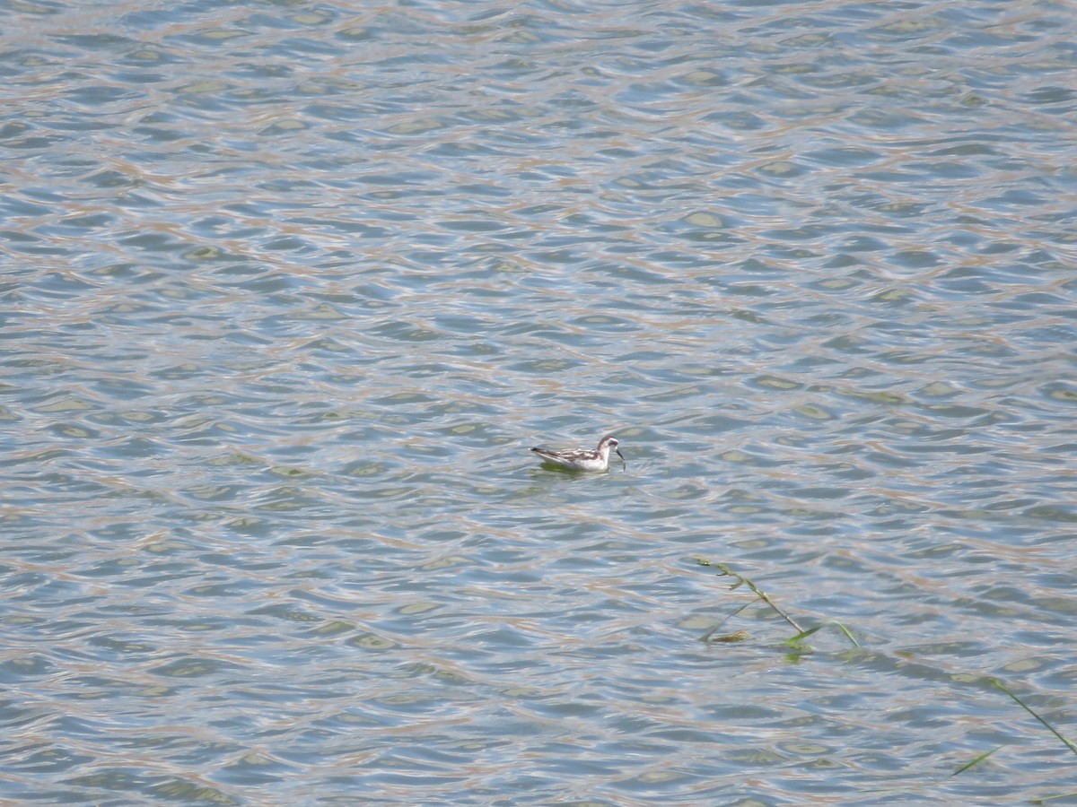 svømmesnipe - ML641913876