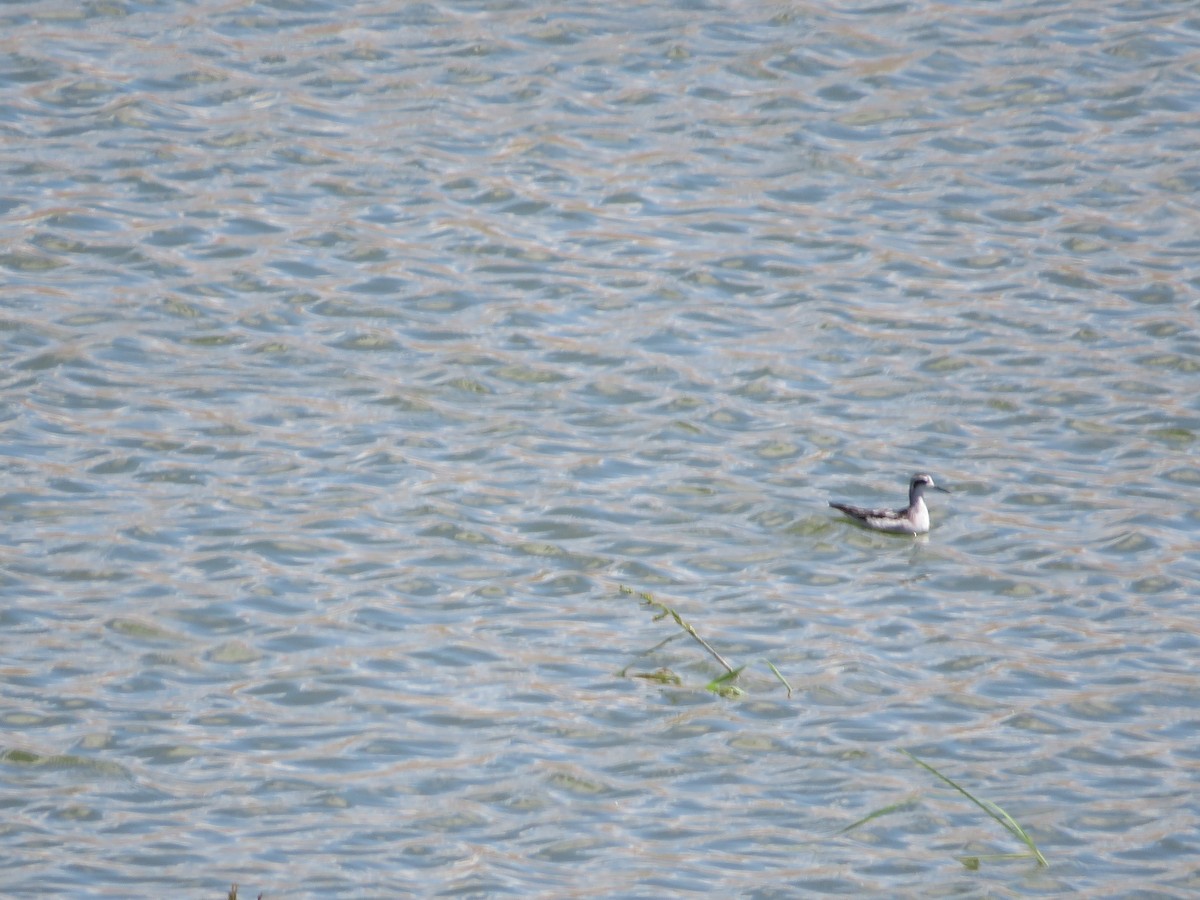 svømmesnipe - ML641913877