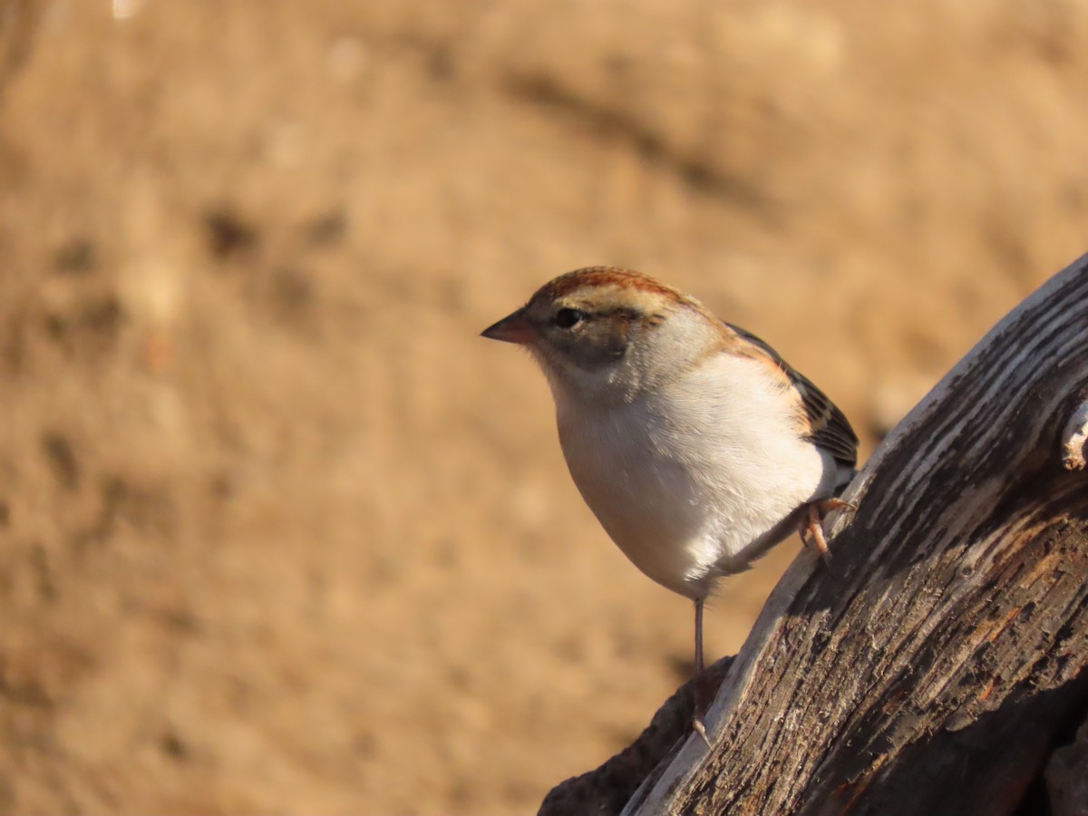 Chipping Sparrow - ML641913896