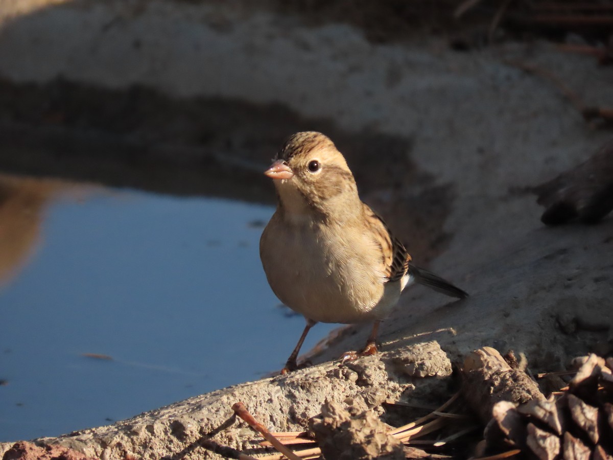 Chipping Sparrow - ML641913898