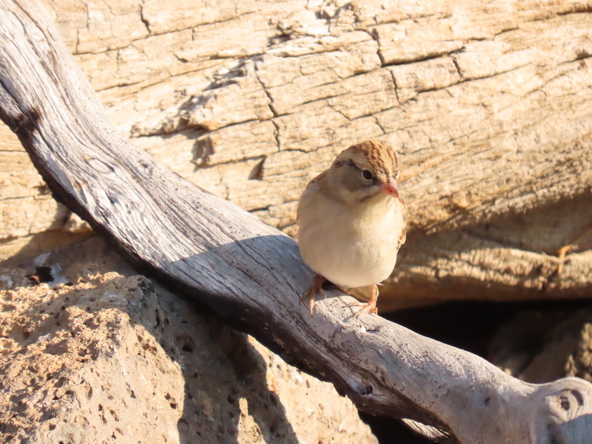 Chipping Sparrow - ML641913899