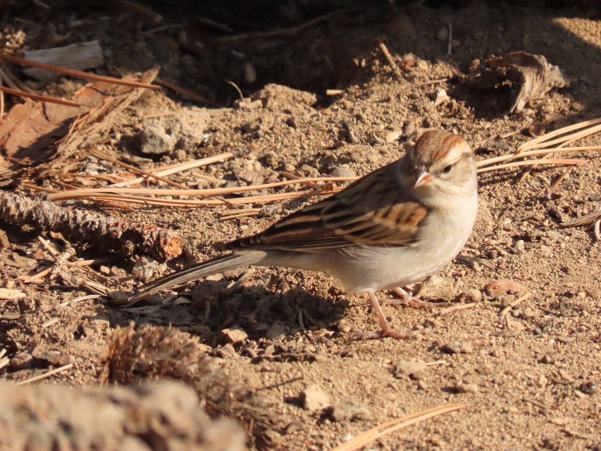 Chipping Sparrow - ML641913900