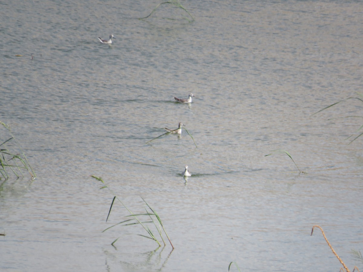 Wilson's Phalarope - ML641913901
