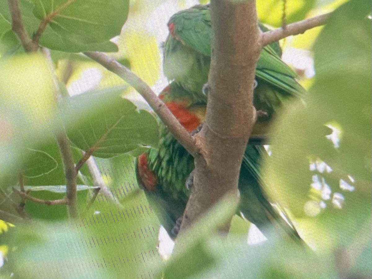 Aratinga Ojiblanca - ML641913941