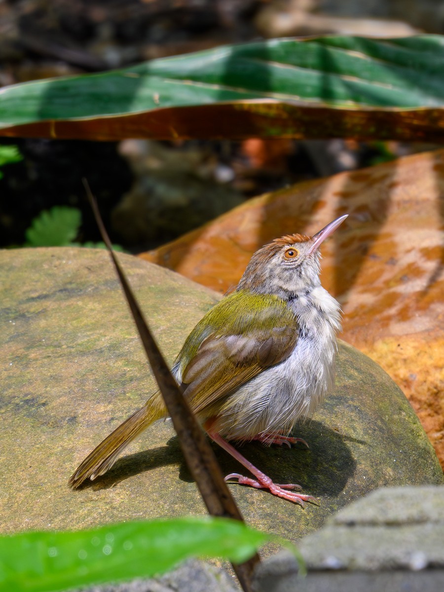 Common Tailorbird - ML641913942