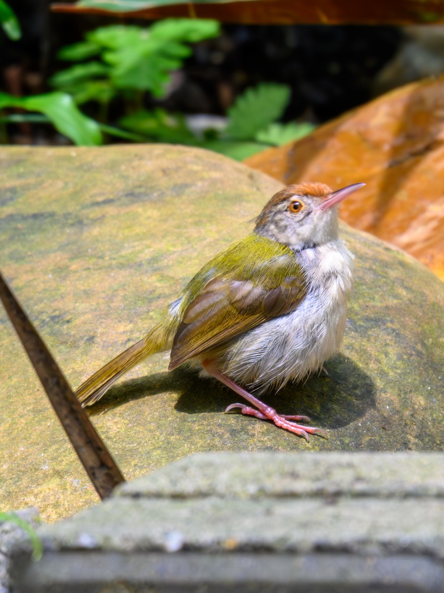 Common Tailorbird - ML641913943