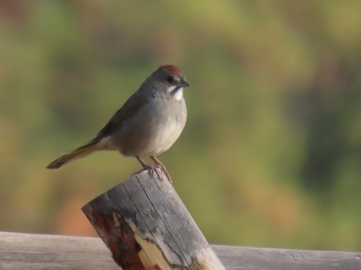 Green-tailed Towhee - ML641913949