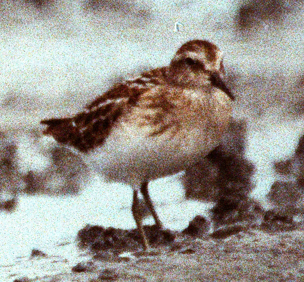 Least Sandpiper - ML641913951