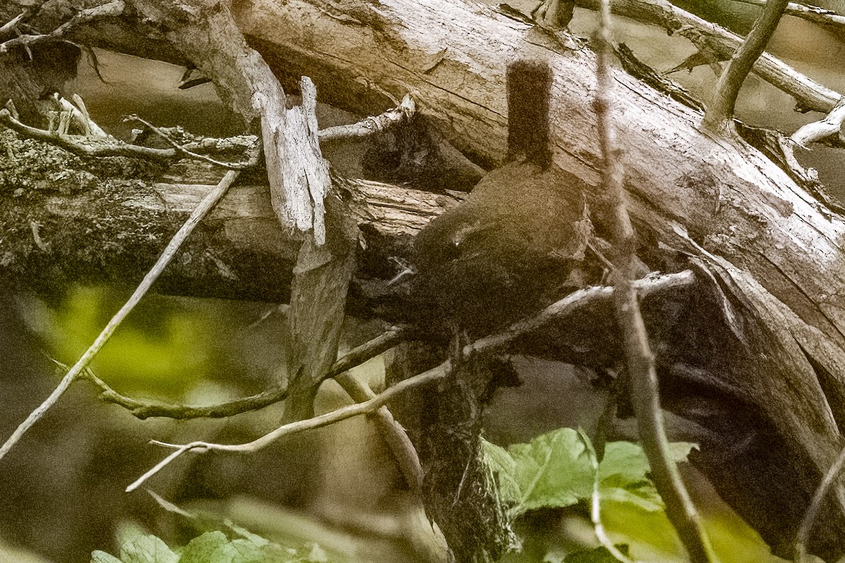 Pacific Wren - ML641913959