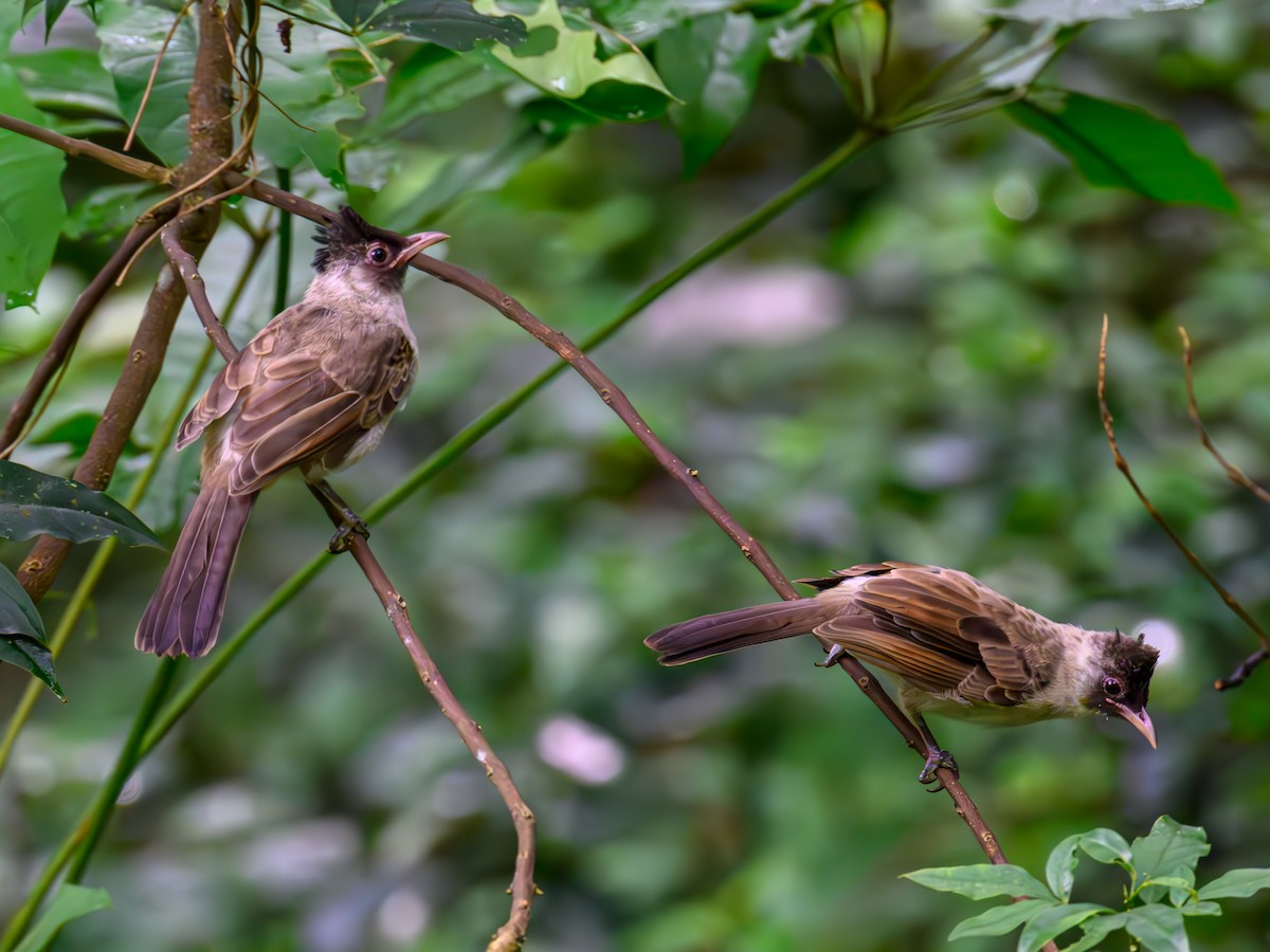 Bulbul Ventridorado - ML641913964