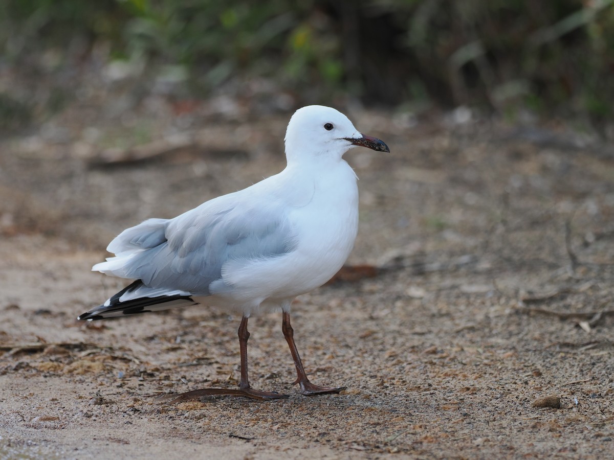 Silver Gull - ML641913968
