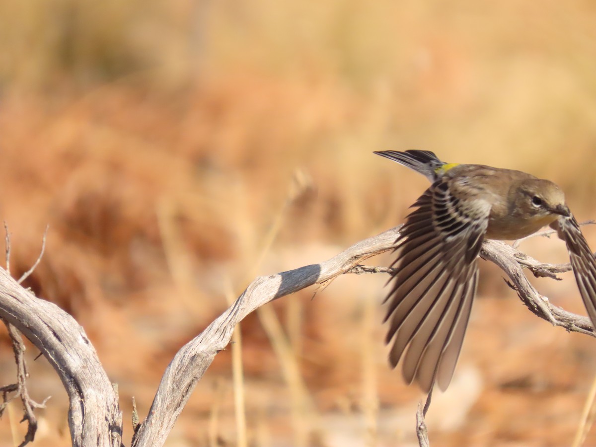 Yellow-rumped Warbler - ML641913970
