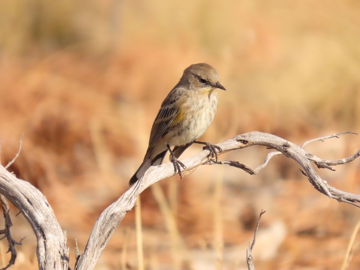 Yellow-rumped Warbler - ML641913972