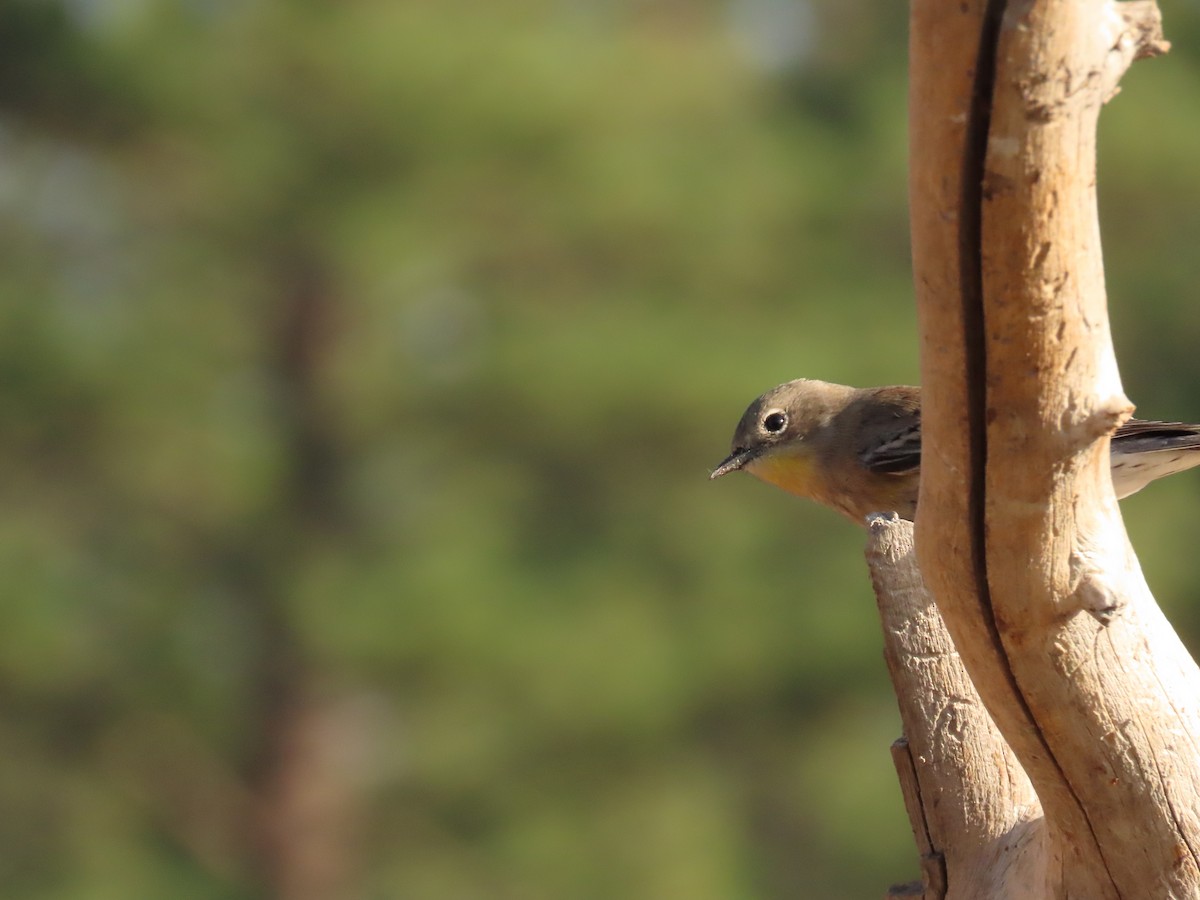 Yellow-rumped Warbler - ML641913973