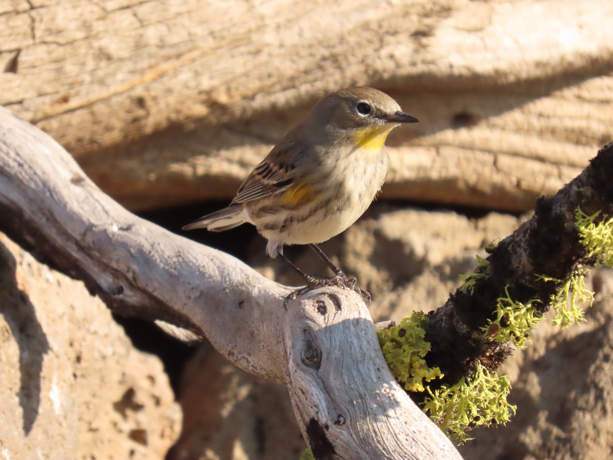 Yellow-rumped Warbler - ML641913974