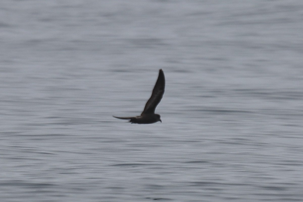 Black Storm-Petrel - ML641913975