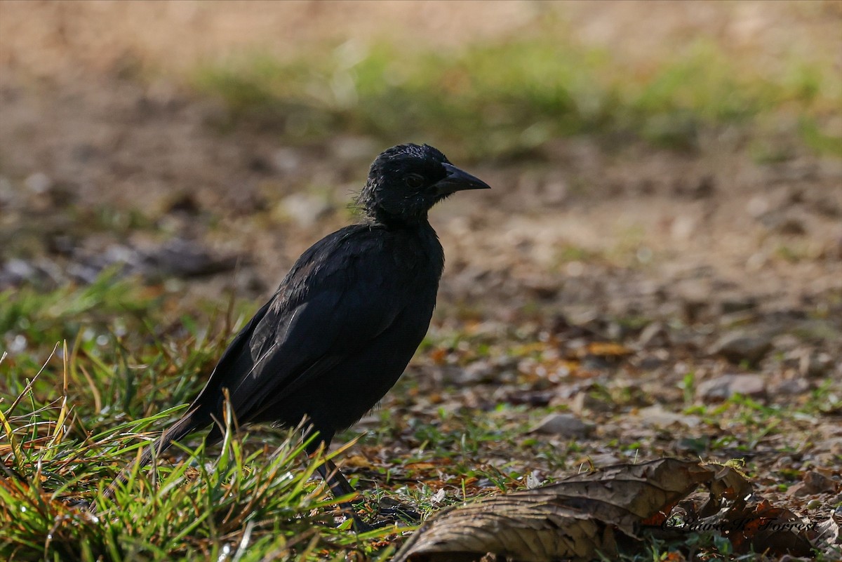 Scrub Blackbird - ML641913976