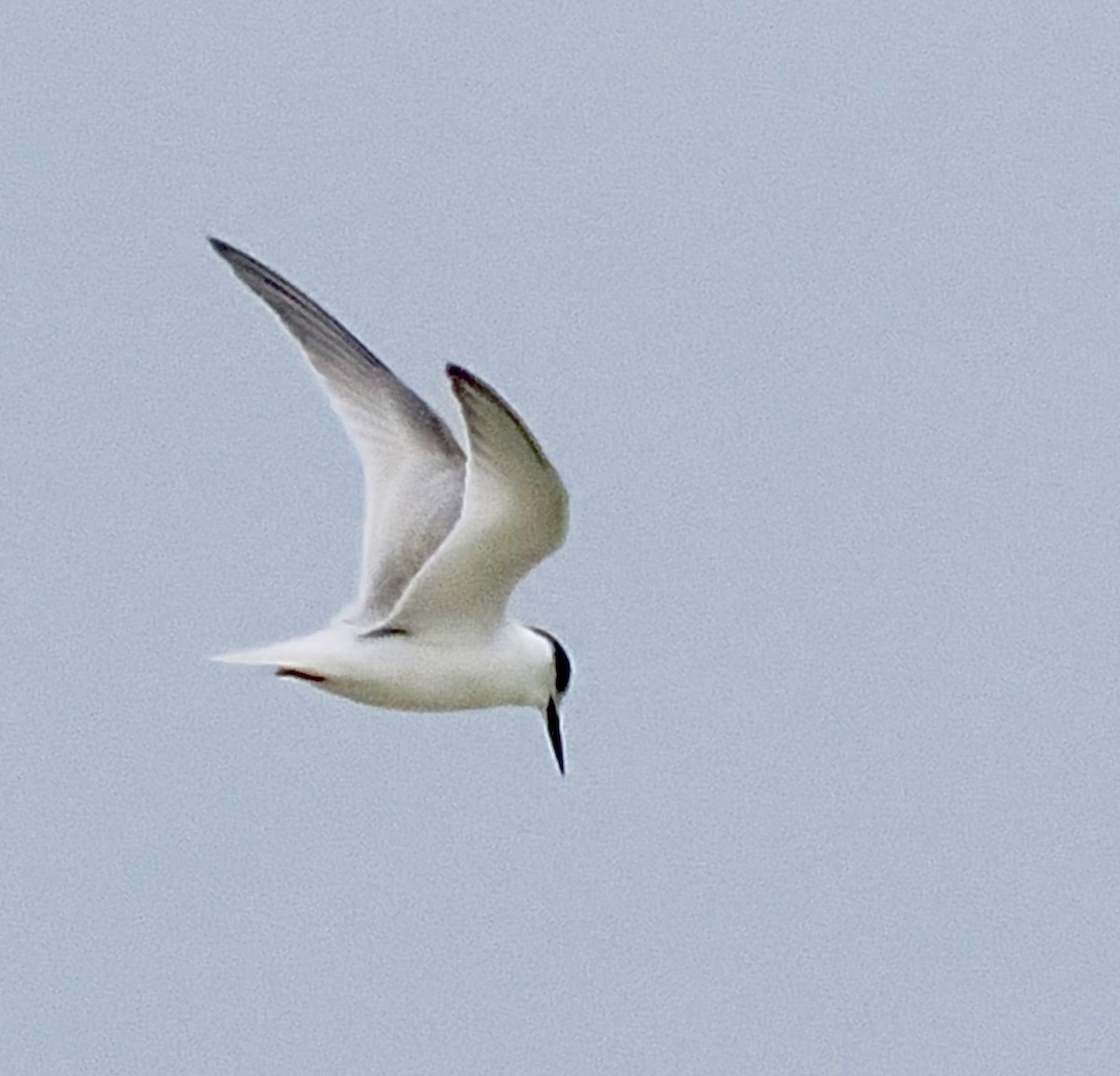 Little Tern - ML641913977