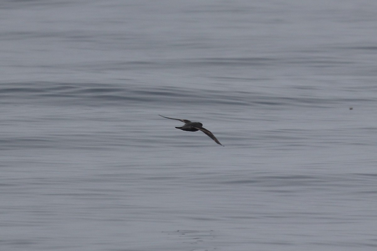 Black Storm-Petrel - ML641913978