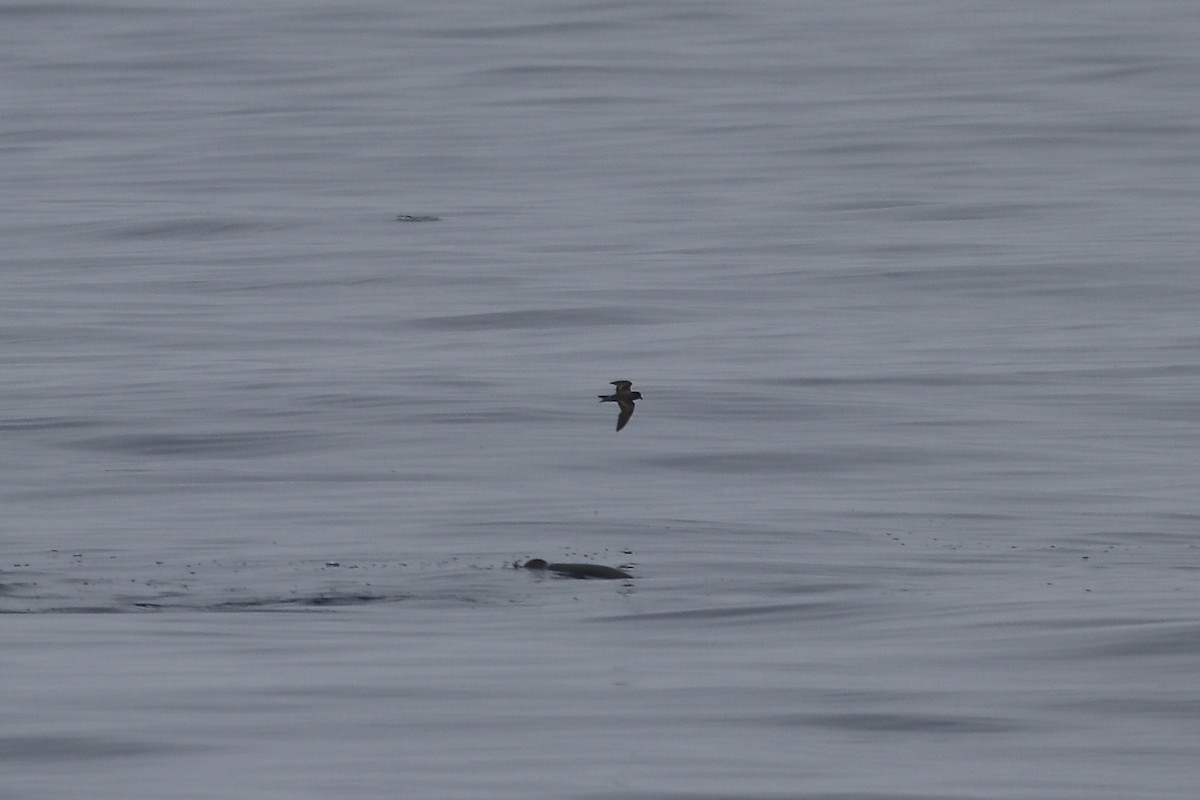 Black Storm-Petrel - ML641913980