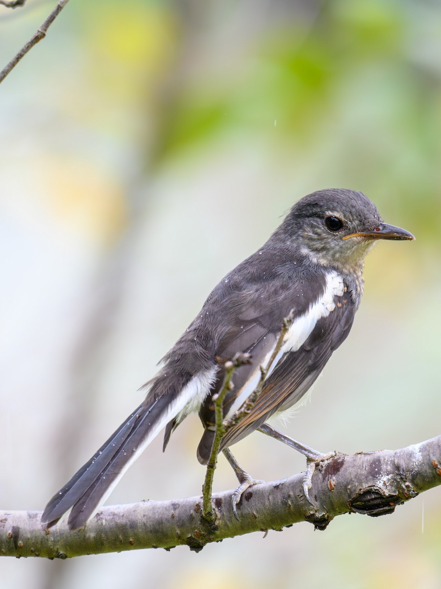 Oriental Magpie-Robin - ML641913981