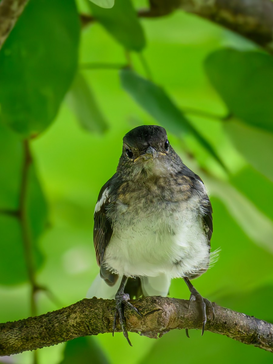Oriental Magpie-Robin - ML641913982