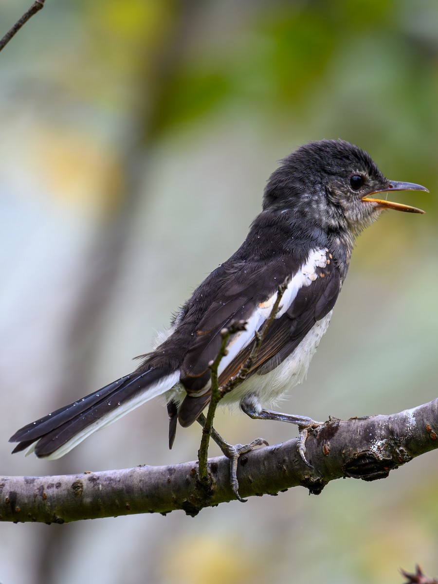 Oriental Magpie-Robin - ML641913983