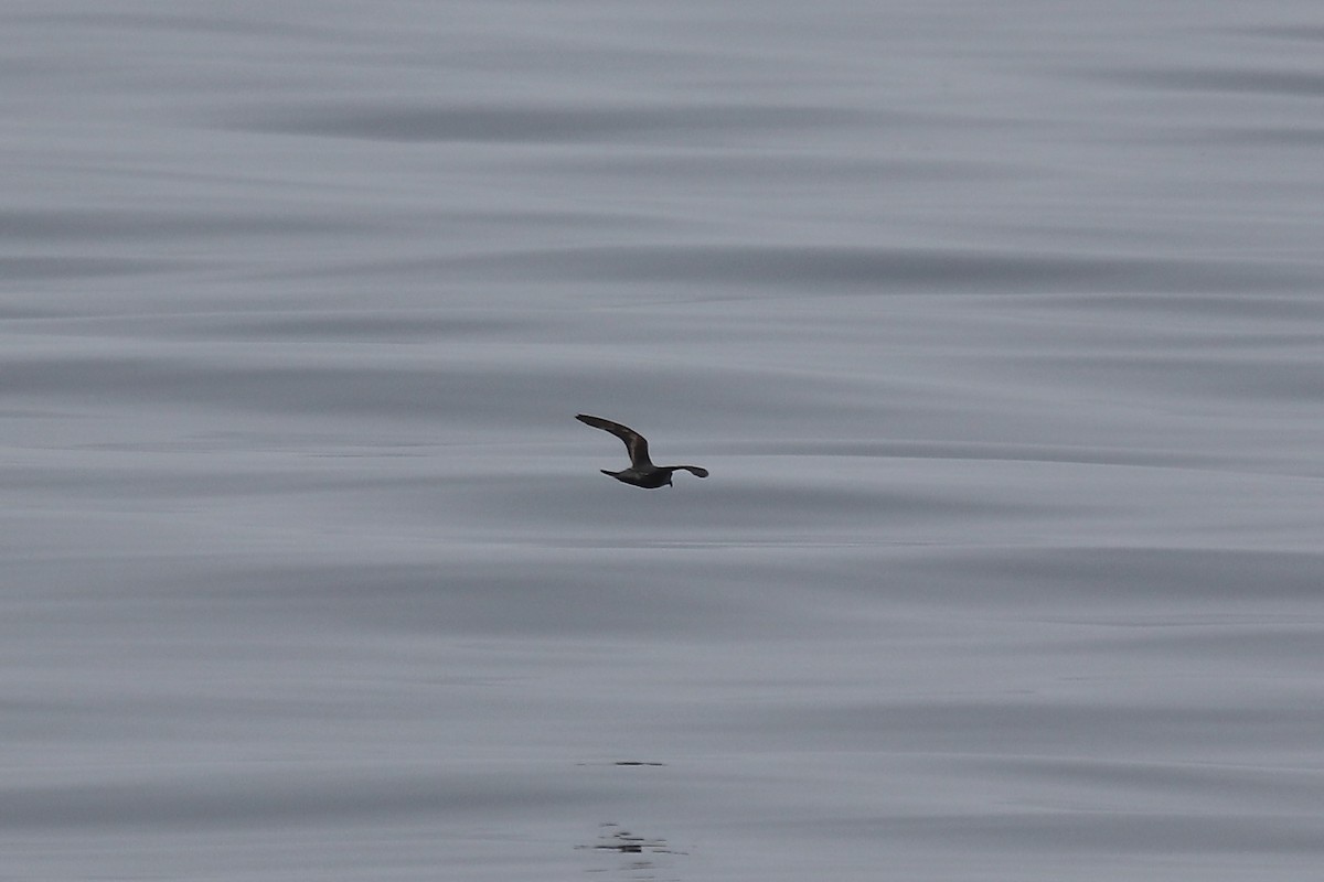 Black Storm-Petrel - ML641913985