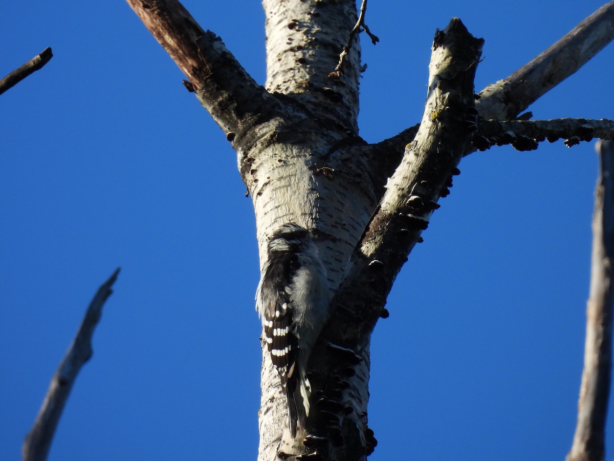 Downy Woodpecker - ML641913986