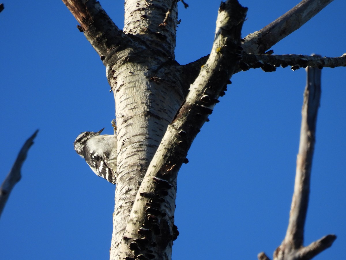Downy Woodpecker - ML641913987