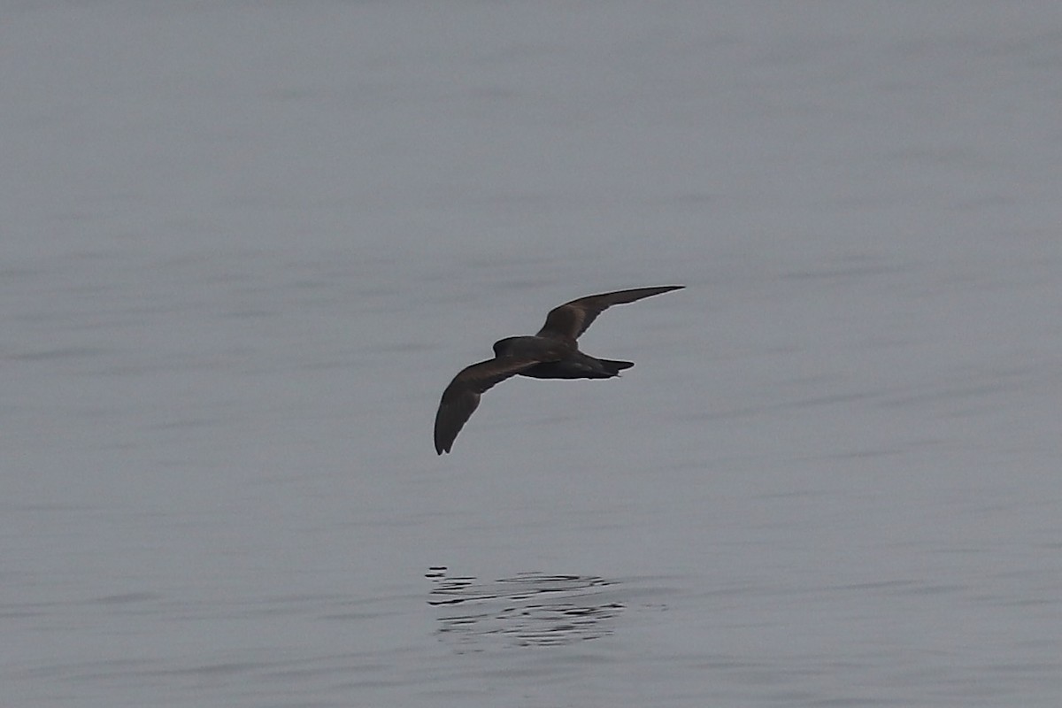 Black Storm-Petrel - ML641913988