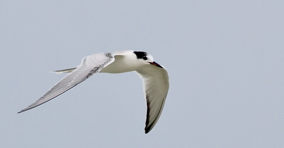 Common Tern - ML641913994