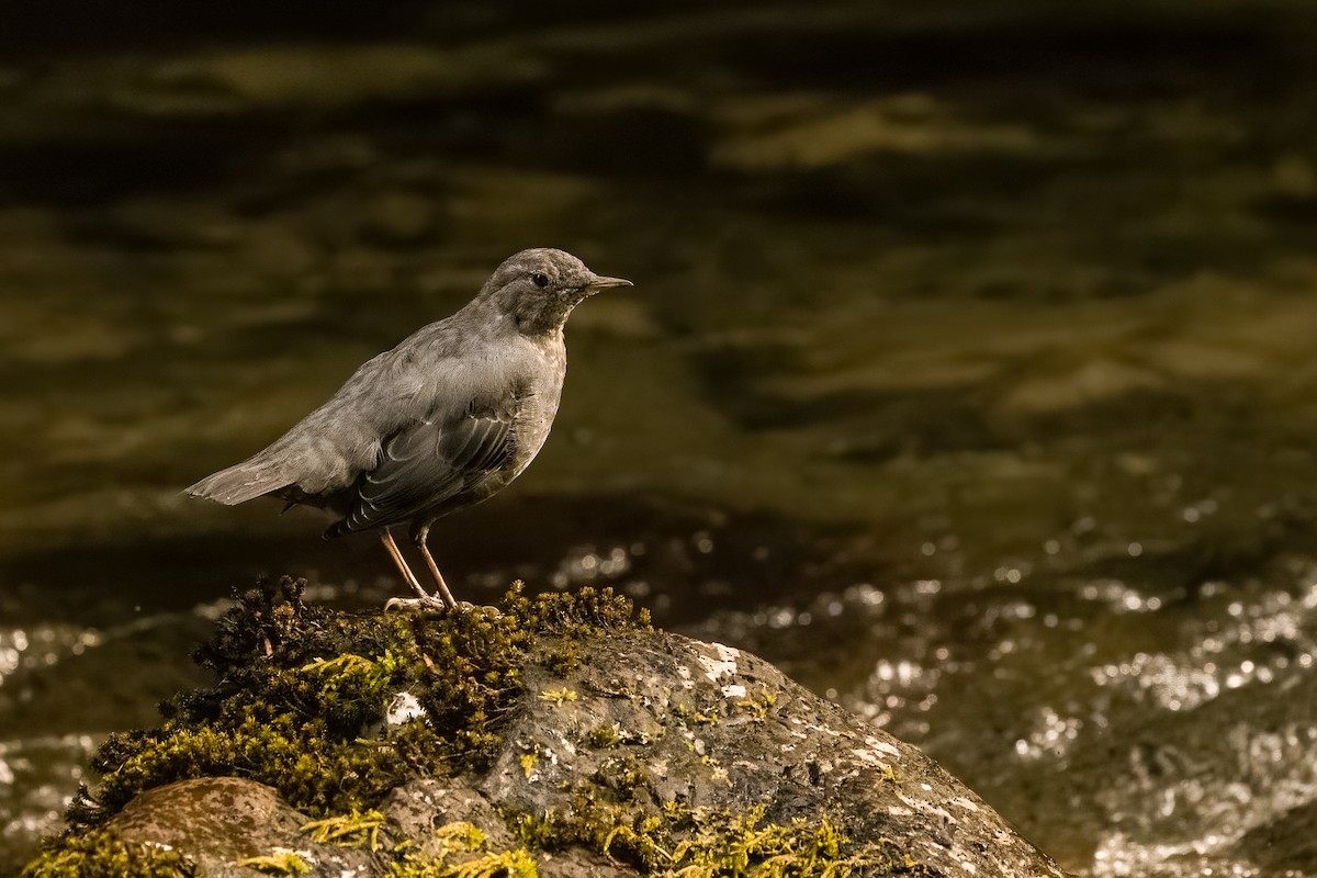 American Dipper - ML641913995