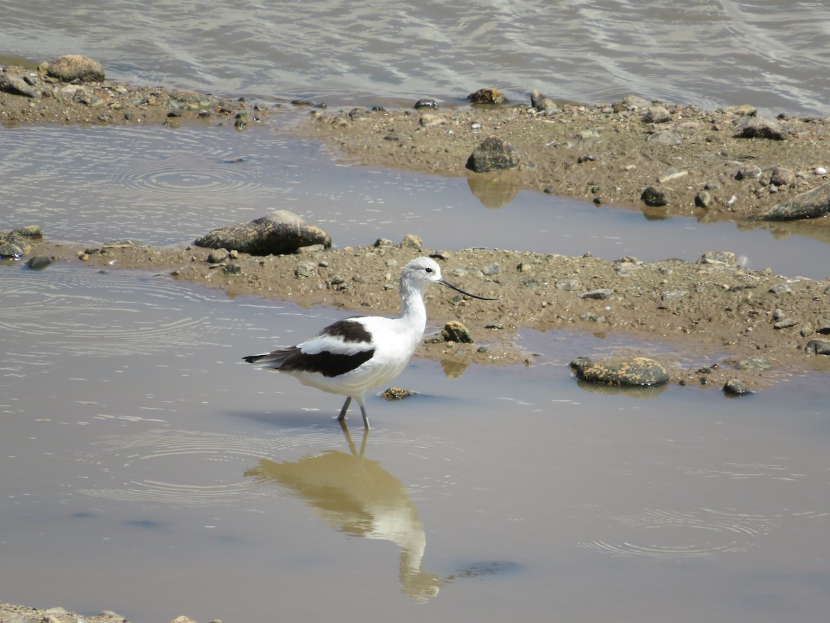American Avocet - ML641913996