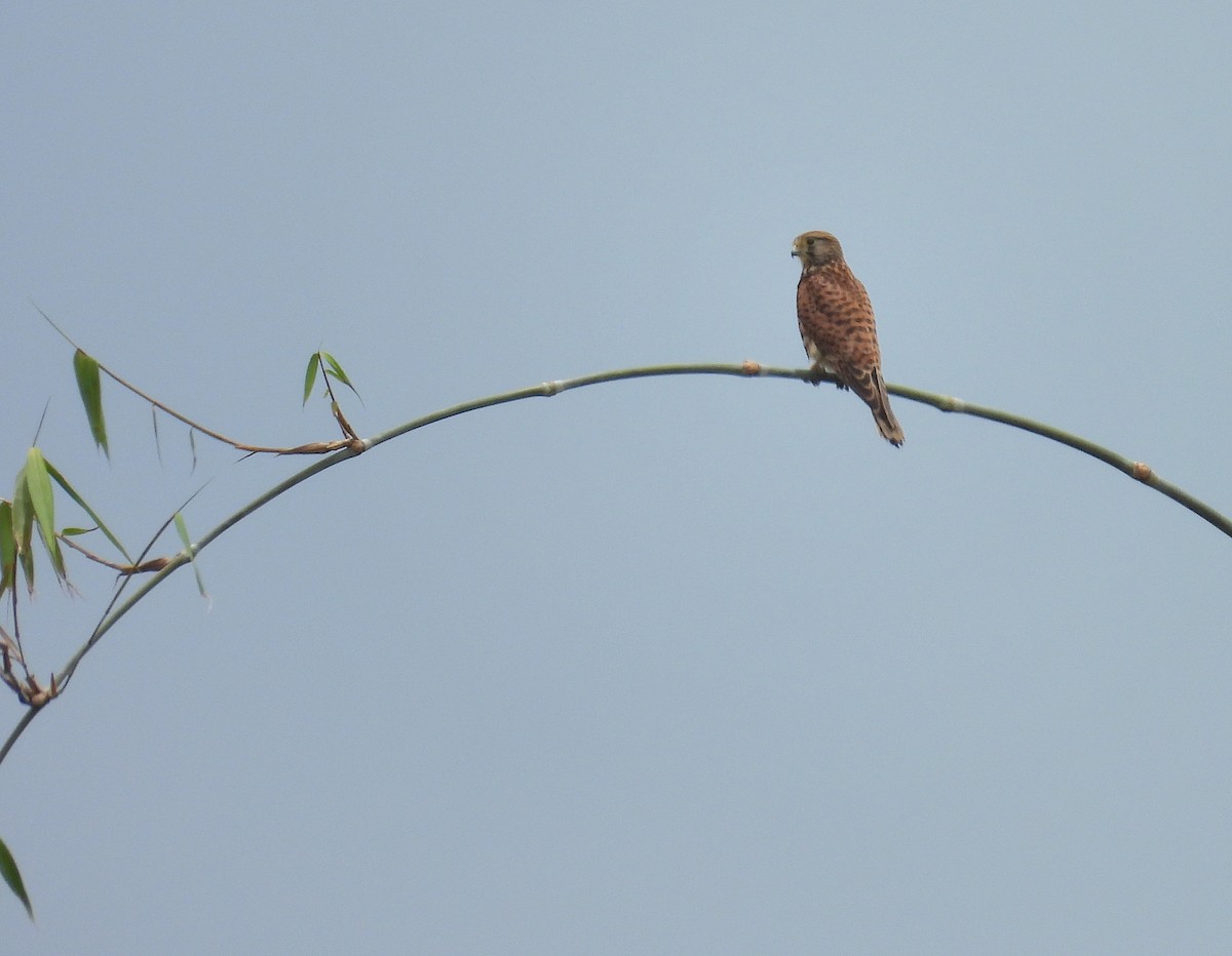 Spotted Kestrel - ML641914000