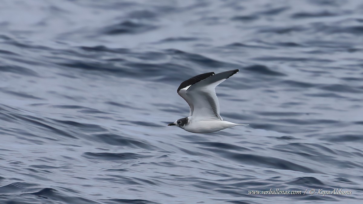 Sabine's Gull - ML641914003