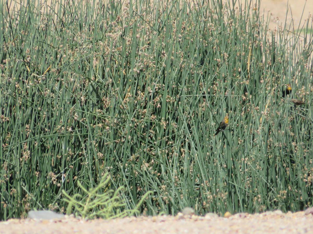 Yellow-headed Blackbird - ML641914006
