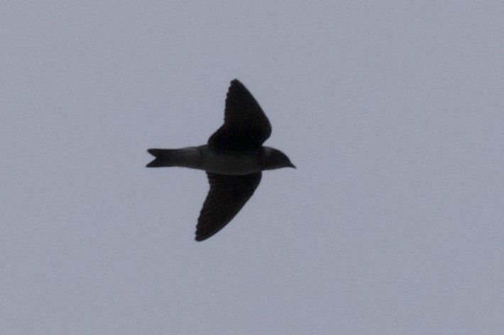 Purple Martin - ML641914008