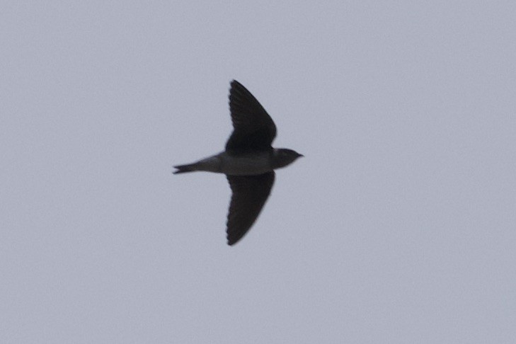 Purple Martin - ML641914009