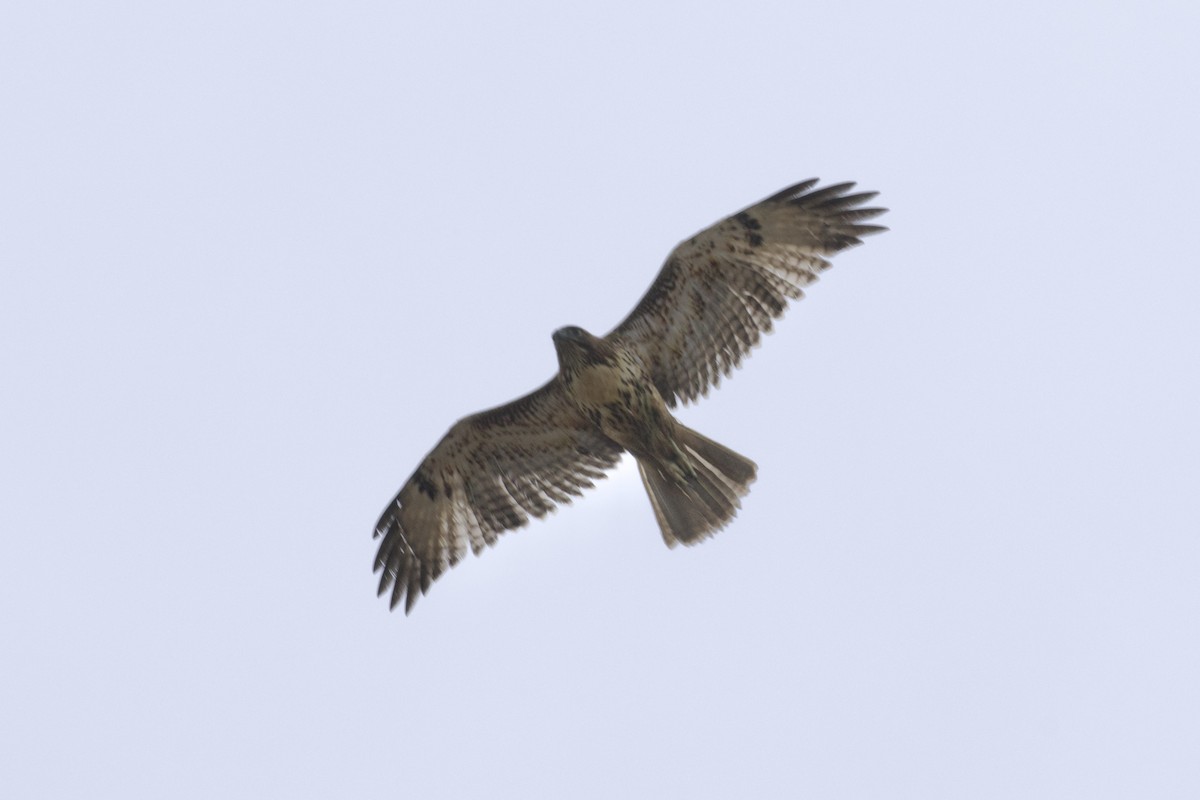 Red-tailed Hawk - ML641914028