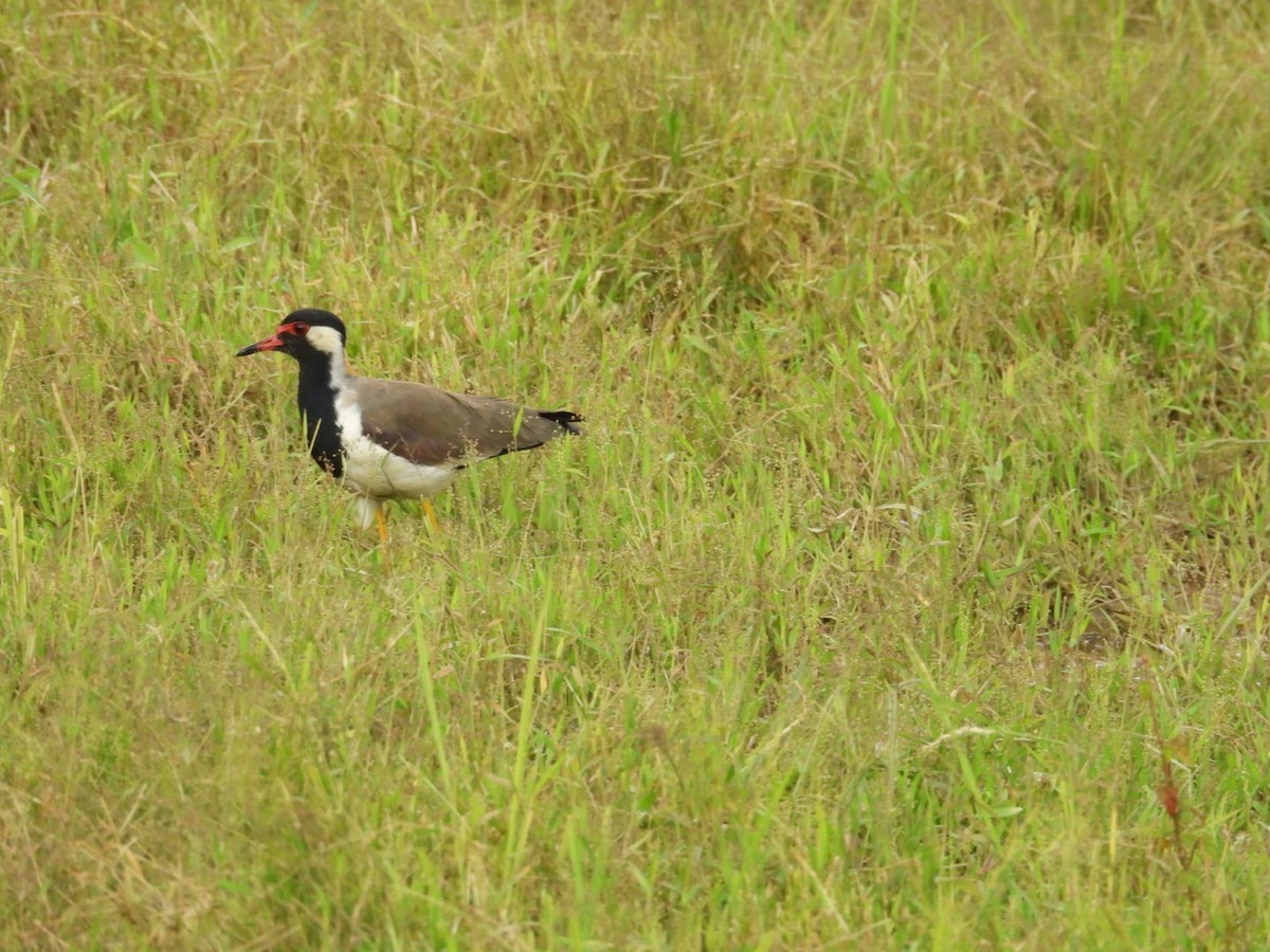 Red-wattled Lapwing - ML641914043