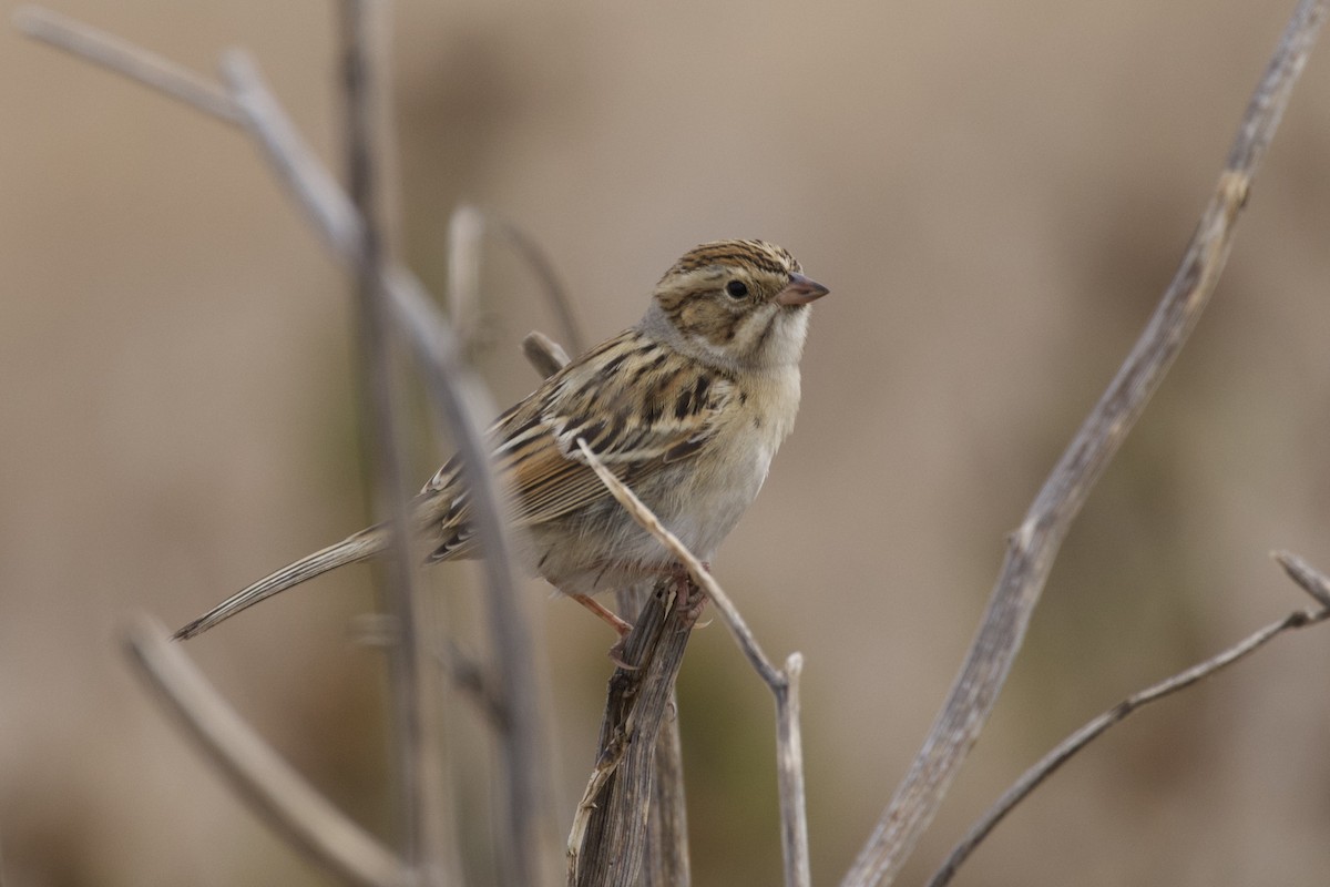 Clay-colored Sparrow - ML641914053