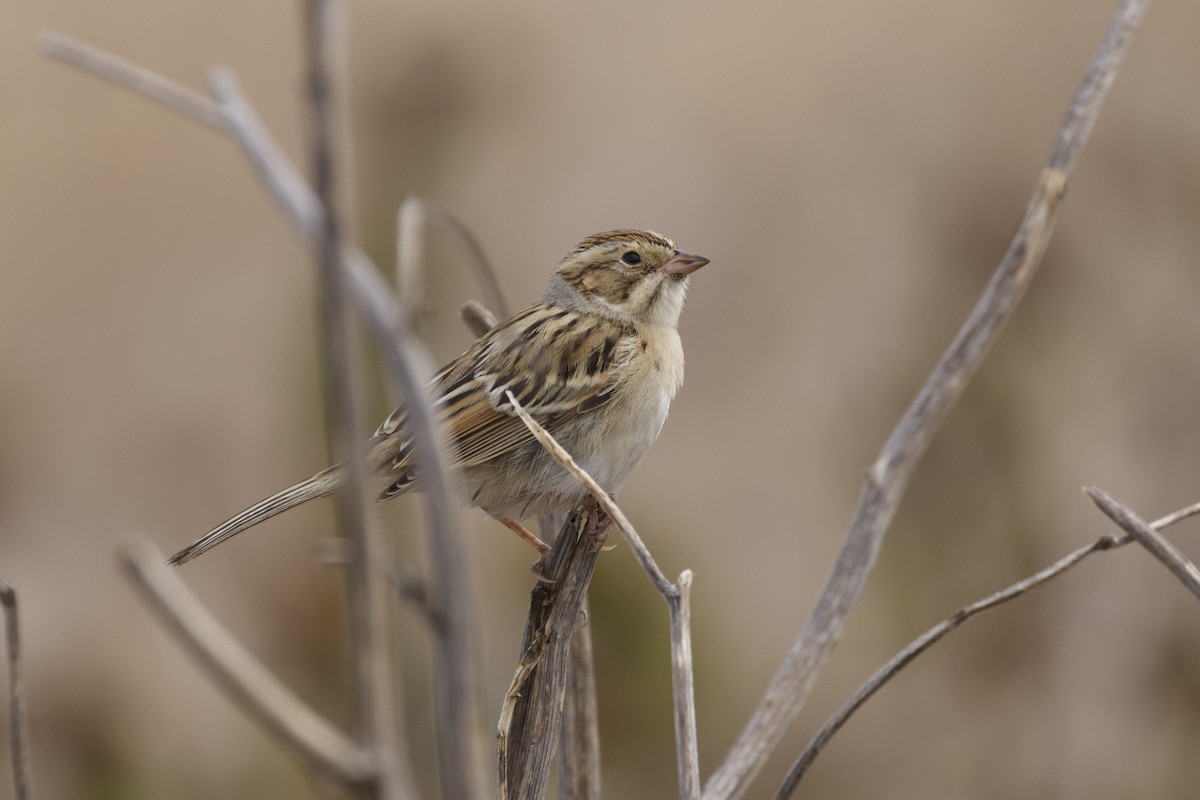 Clay-colored Sparrow - ML641914054