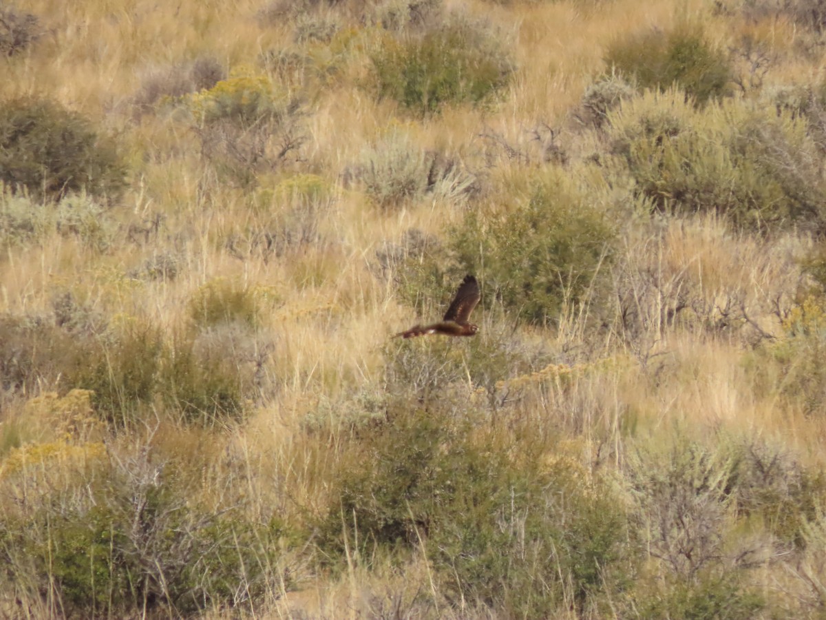 Northern Harrier - ML641914060