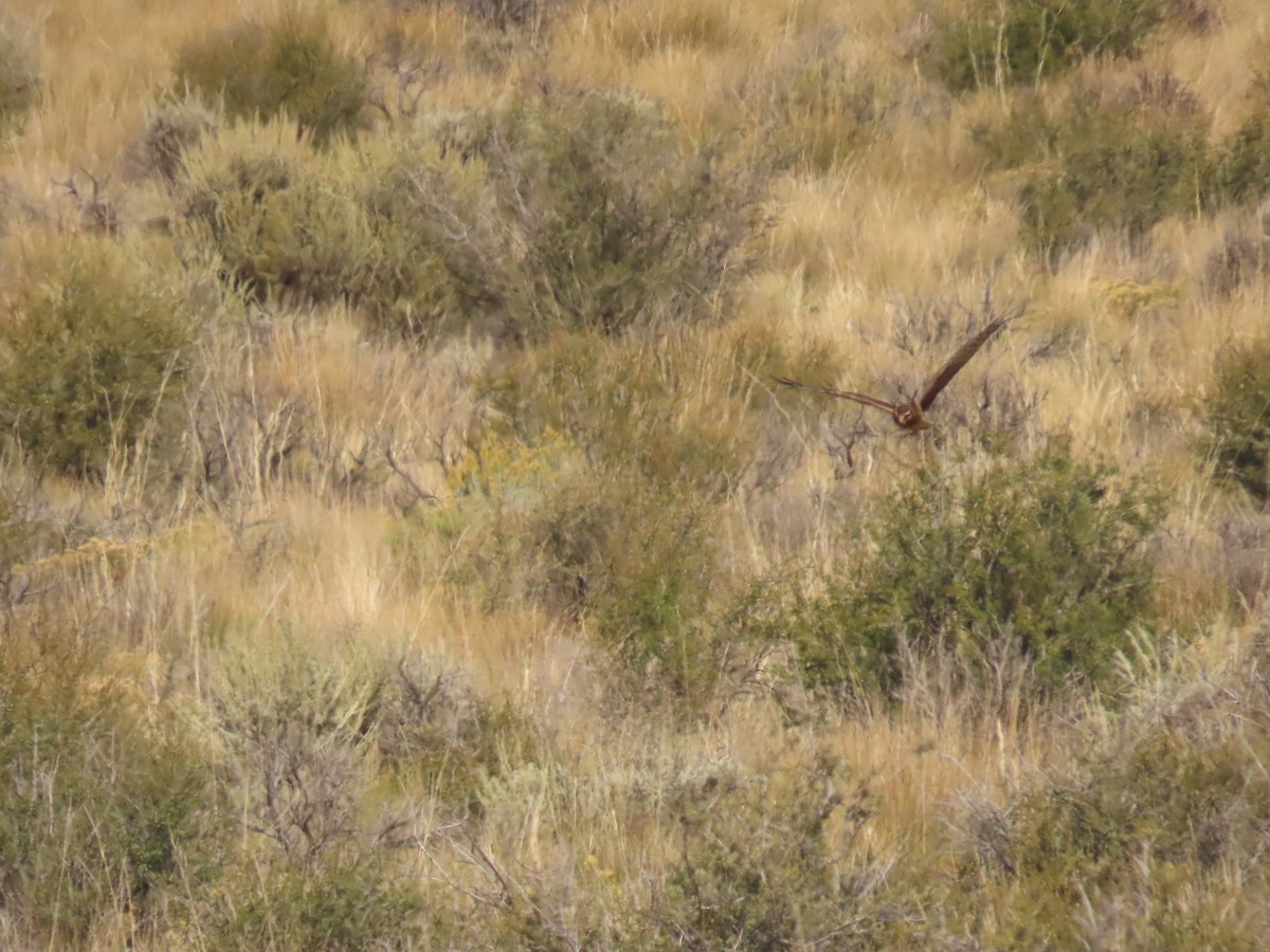 Northern Harrier - ML641914061