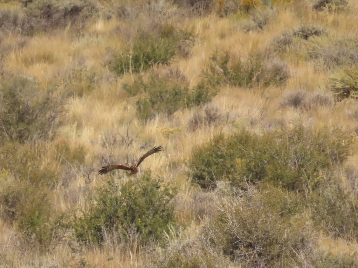 Northern Harrier - ML641914062