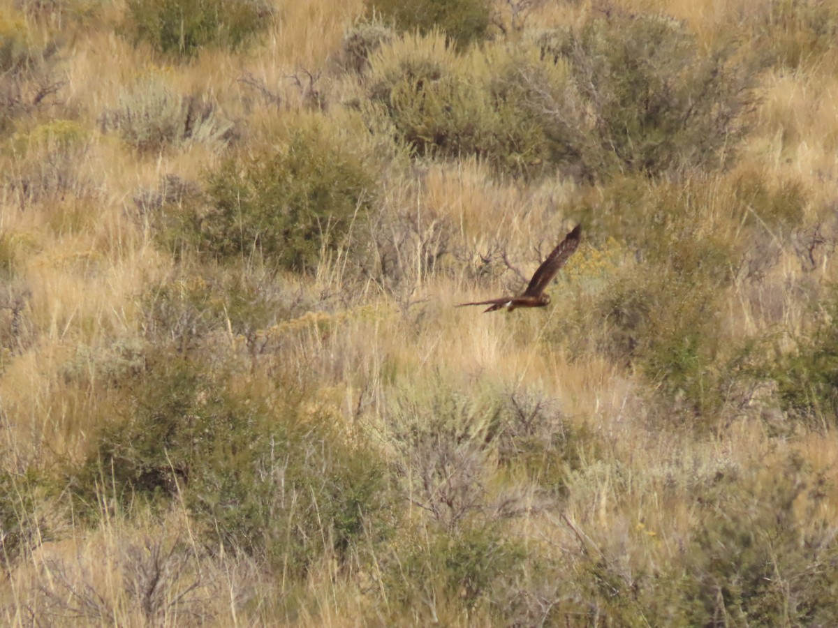Northern Harrier - ML641914063
