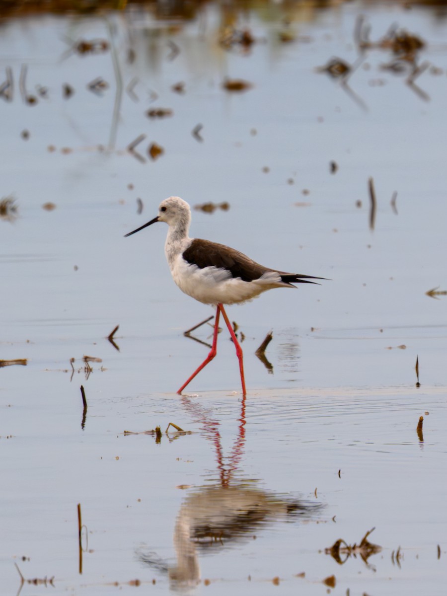 Black-winged Stilt - ML641914072