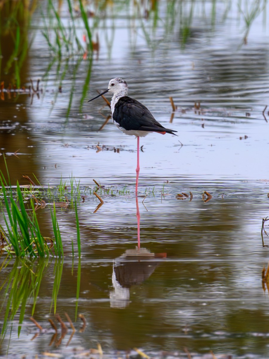 Black-winged Stilt - ML641914073